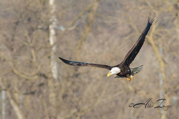 American Bald Eagle