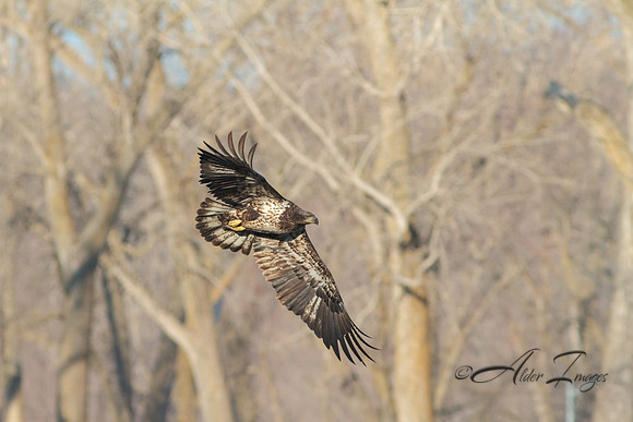American Bald Eagle