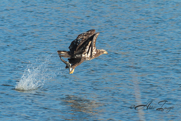 American Bald Eagle