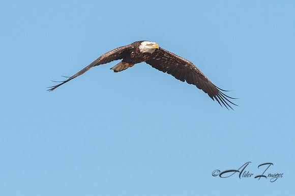 American Bald Eagle