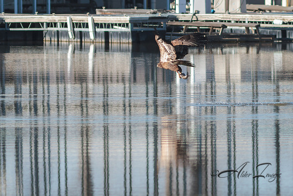 American Bald Eagle