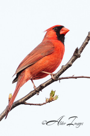 Cardinal