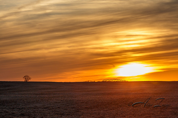 Lone Tree