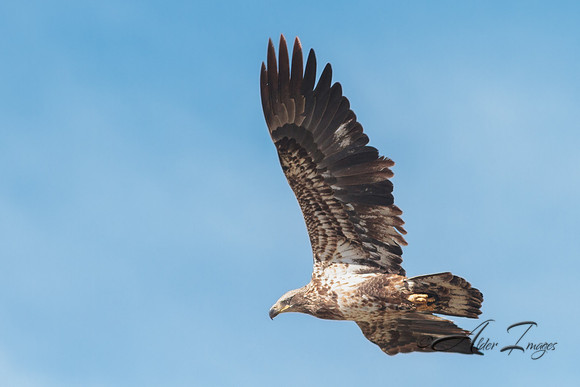 American Bald Eagle