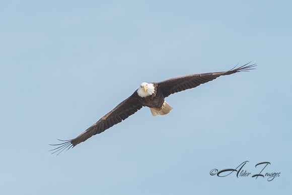 American Bald Eagle