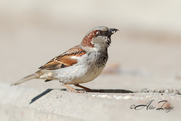Sparrow