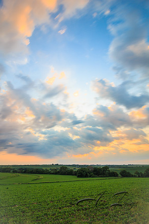 A Soy Bean Sunset