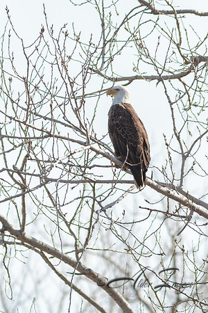 American Bald Eagle