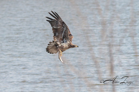 American Bald Eagle