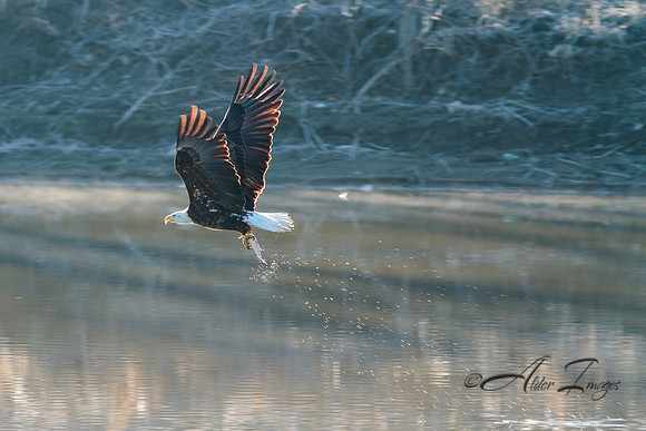 American Bald Eagle