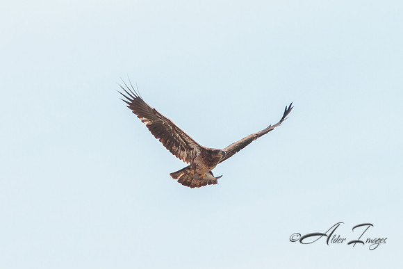 American Bald Eagle