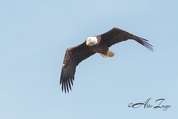 American Bald Eagle