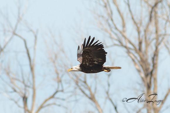 American Bald Eagle