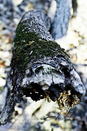 Moss