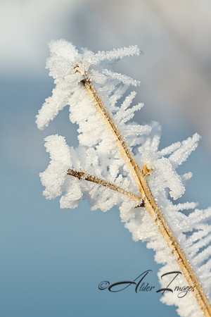 Frost