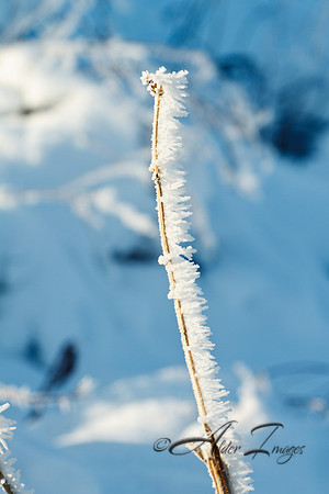 Frost