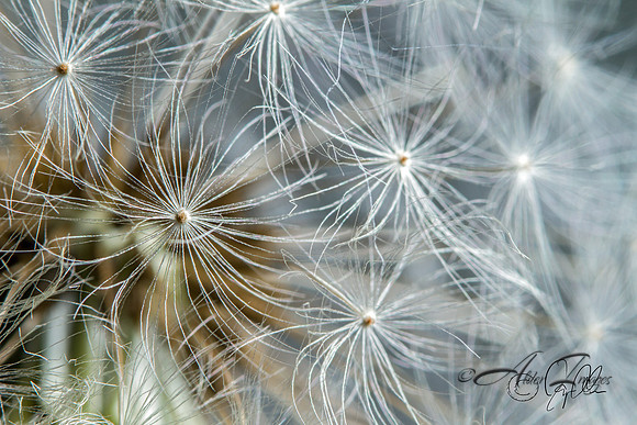 Dandelion Profile