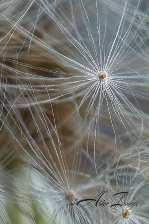 Seed
