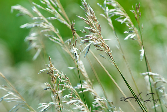 Grasses