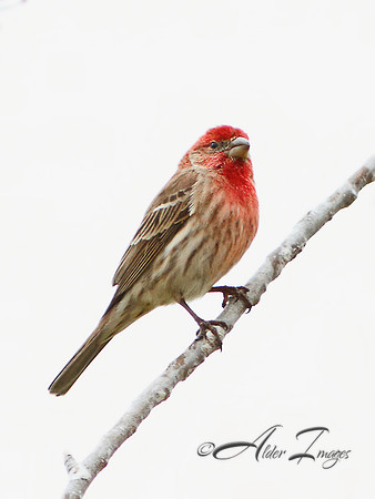 House Finch