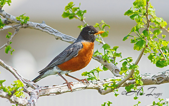 American Robin