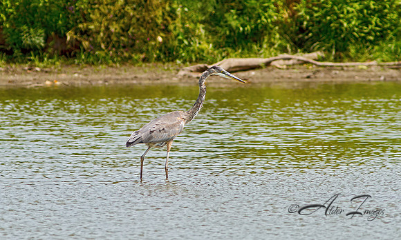 GBH