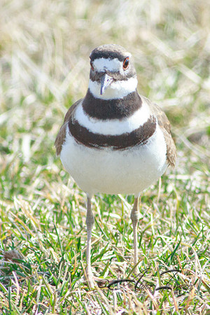 Killdeer