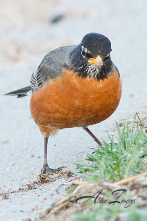 Robin