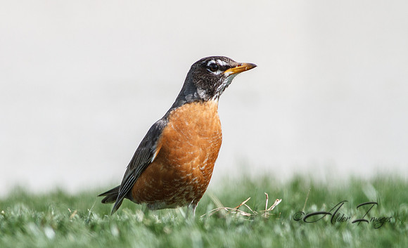 Robin