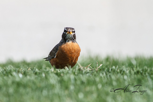 Robin