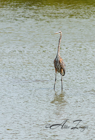 Heron