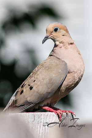 Dove