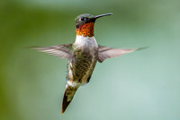 Hummingbirds