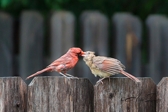 Feeding