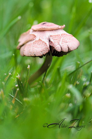 Fungus