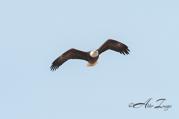 American Bald Eagle