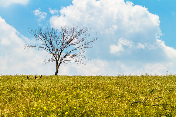 Through the Yellow