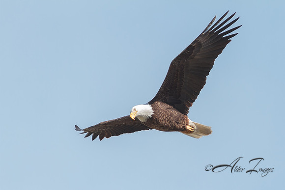 American Bald Eagle