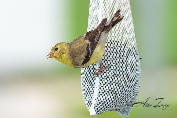 Wet Finch