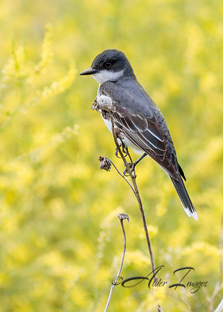 Eastern Kingbird