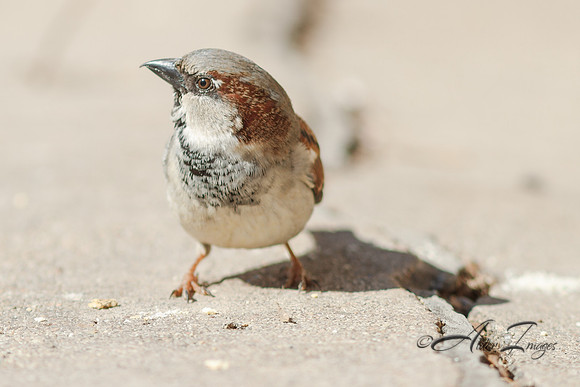 Sparrow