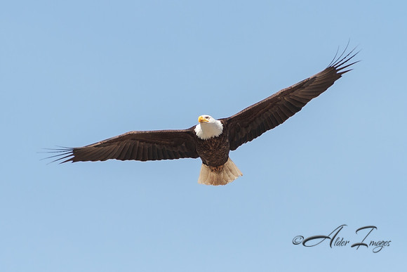 American Bald Eagle
