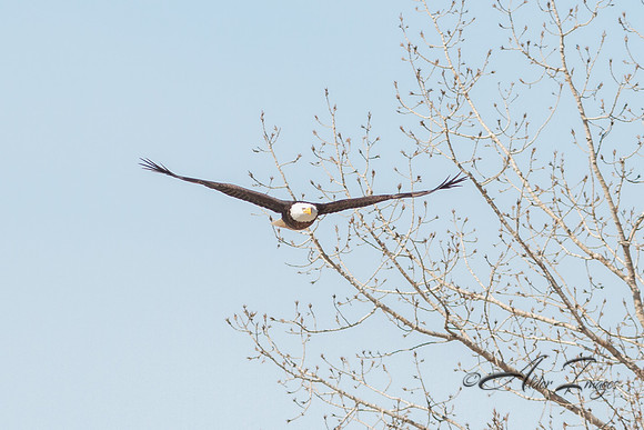 American Bald Eagle