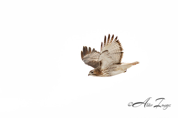 Red Tail In Flight