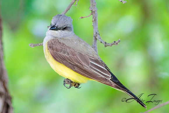 Western Kingbird