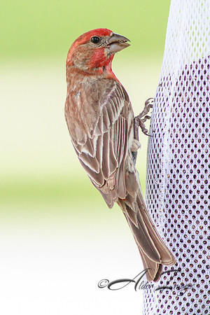 Finch Profile