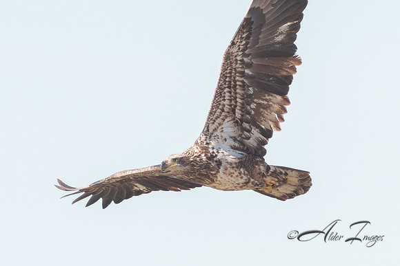 American Bald Eagle