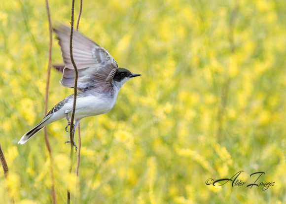 Eastern Kingbird