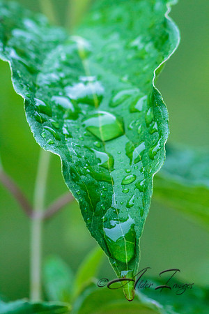 Rain