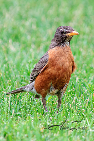 Robin